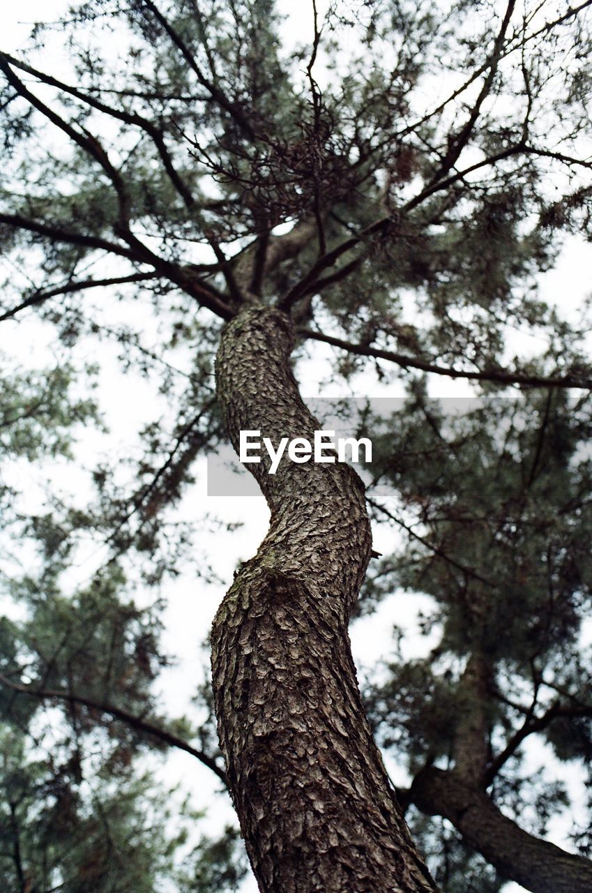 Low angle view of tree against sky