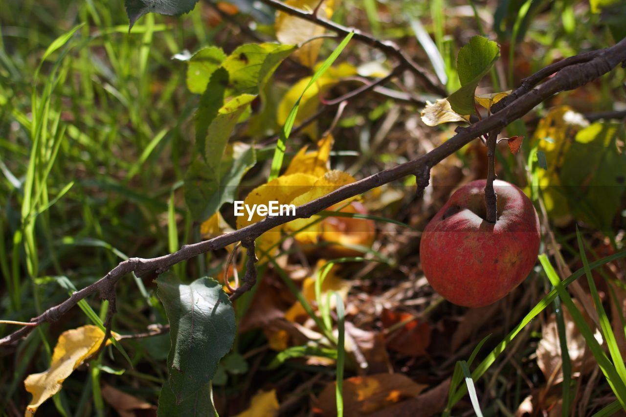 CLOSE-UP OF BERRIES ON TREE