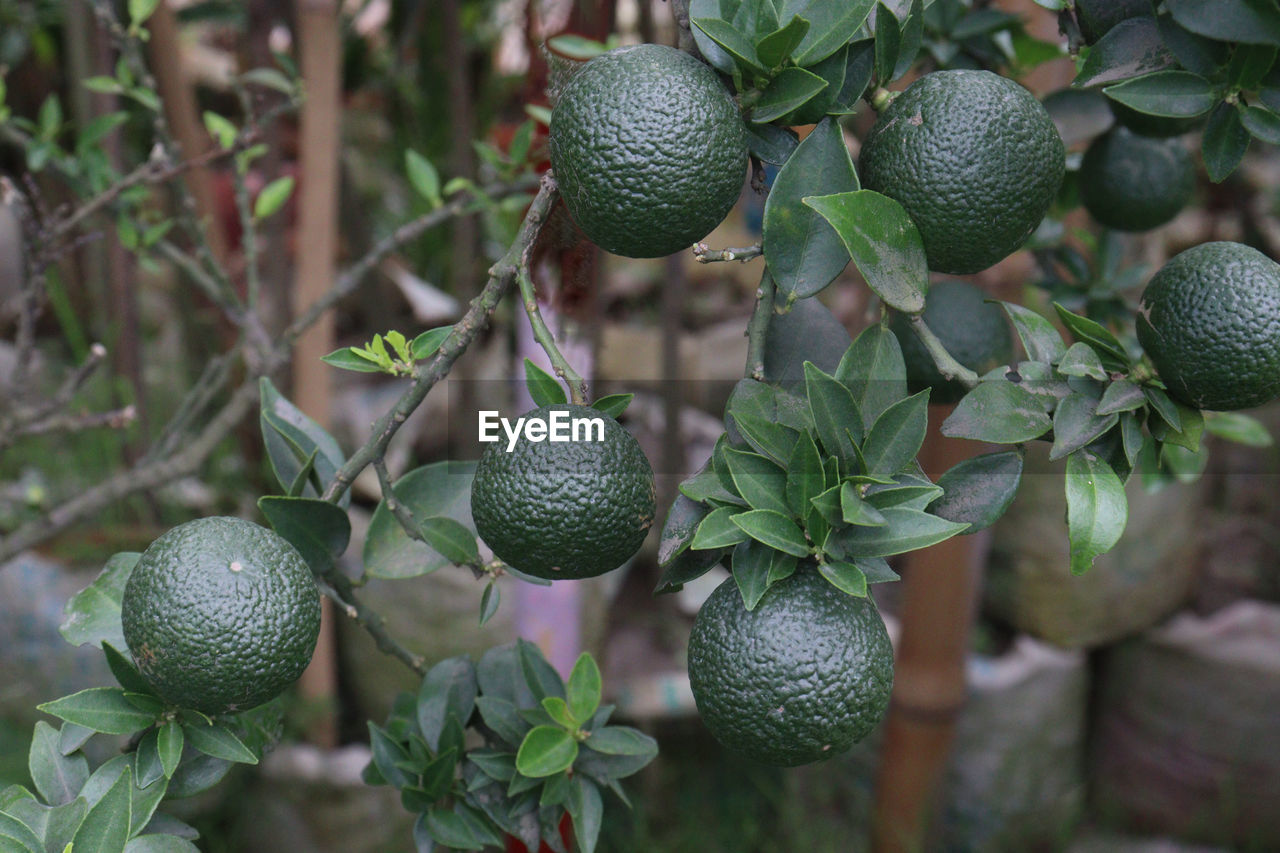 Tasty and healthy citrus on tree in farm for harvest are cash crops