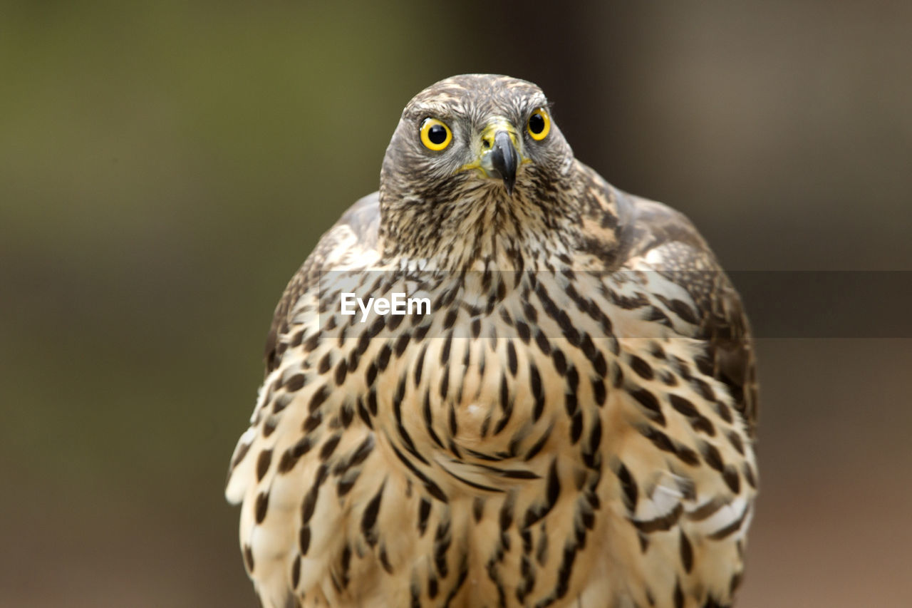 PORTRAIT OF OWL