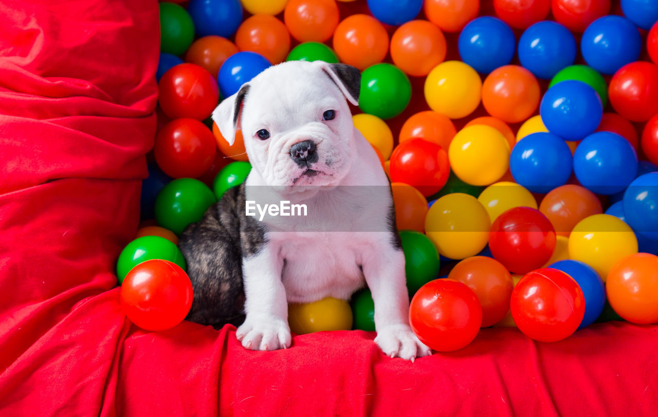 Portrait of puppy in ball pool
