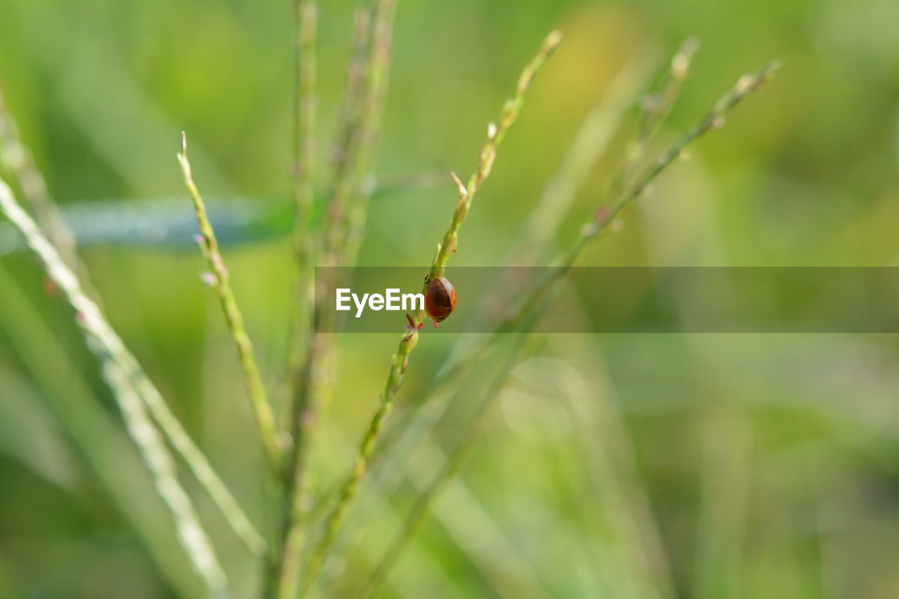 CLOSE-UP OF LADYBUG ON GRASS
