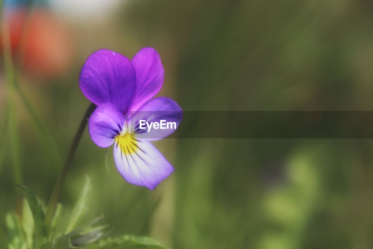 CLOSE-UP OF PURPLE FLOWERS