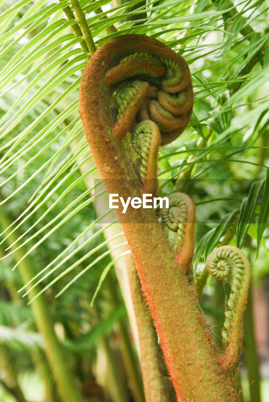 CLOSE-UP OF PLANTS AGAINST BLURRED BACKGROUND