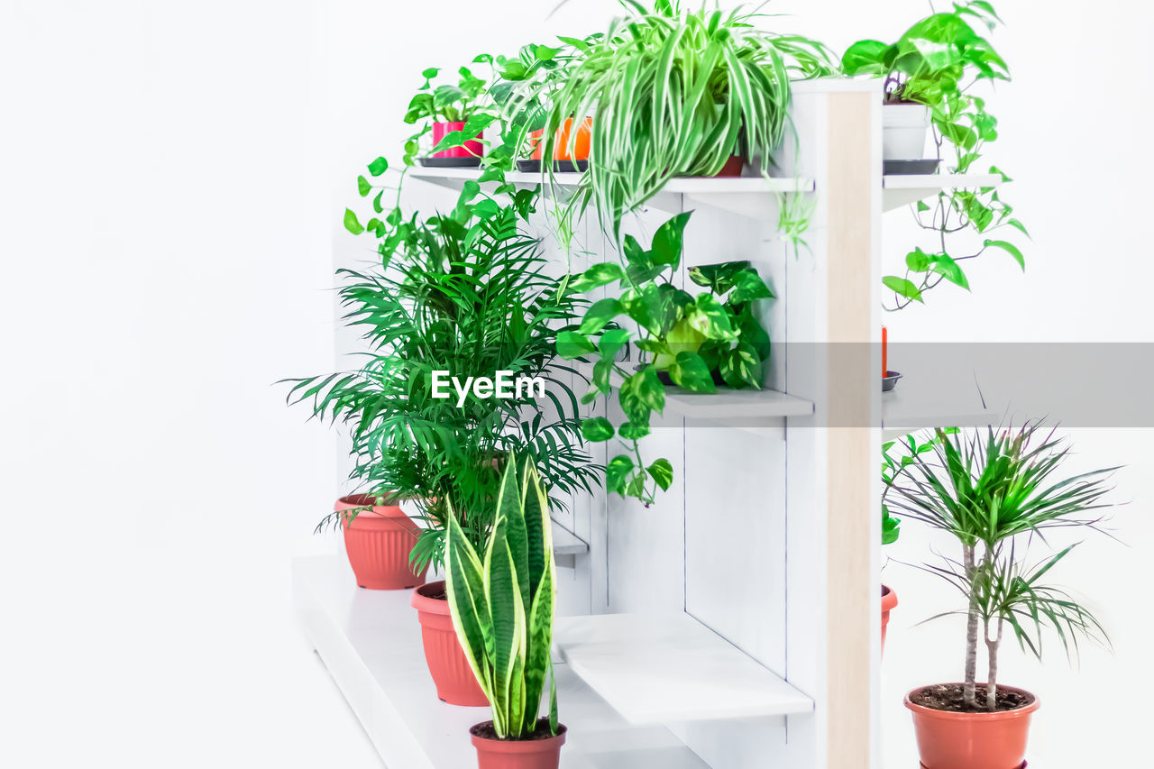 POTTED PLANTS AGAINST WHITE BACKGROUND