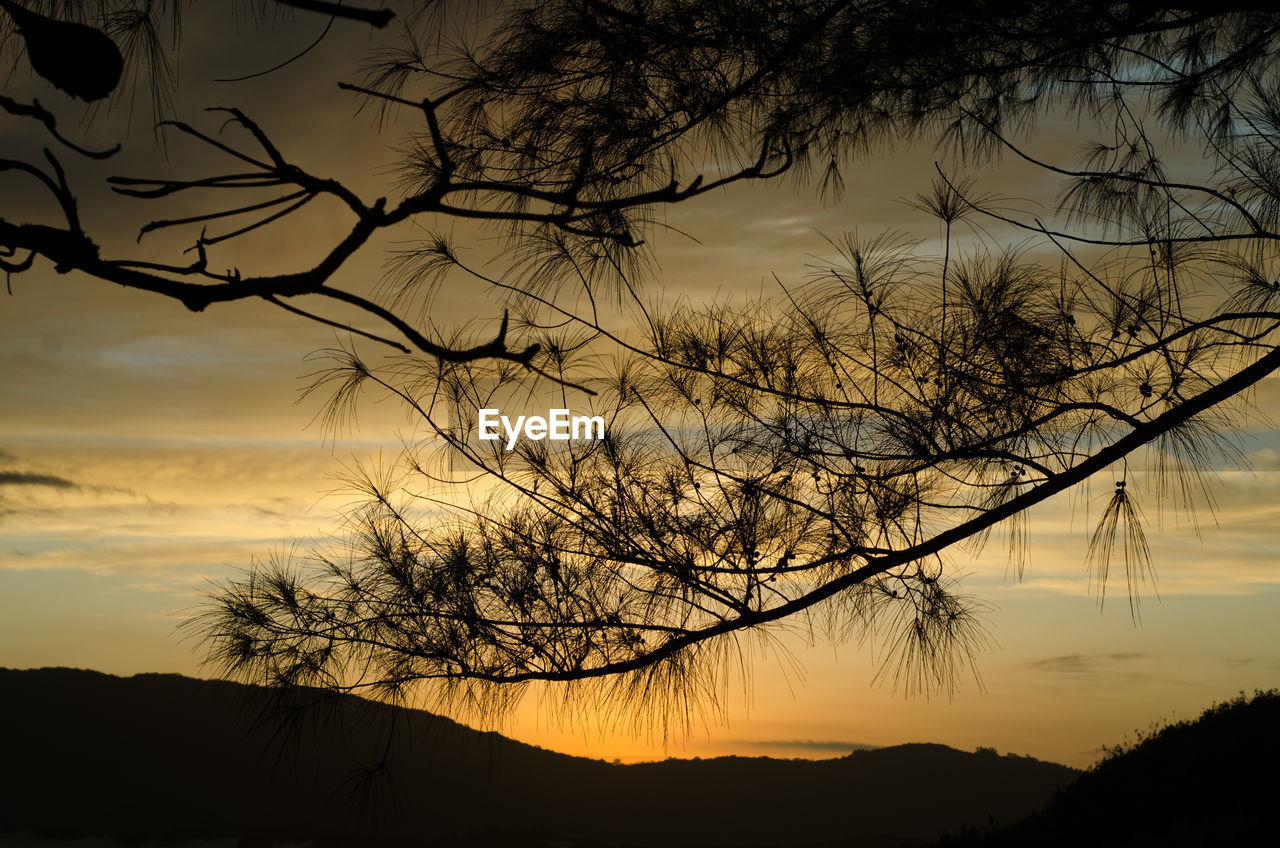 Silhouette of bare trees at sunset