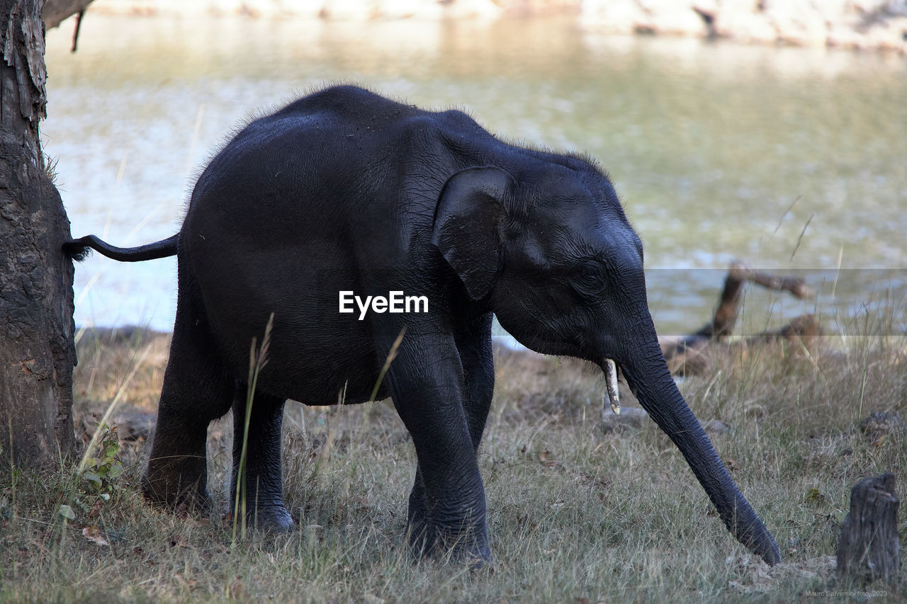 animal themes, animal, animal wildlife, mammal, wildlife, indian elephant, elephant, plant, one animal, african elephant, safari, nature, grass, no people, tree, animal body part, day, outdoors, side view, tourism, adventure, animal trunk, travel destinations, water, full length, standing, environment, trunk