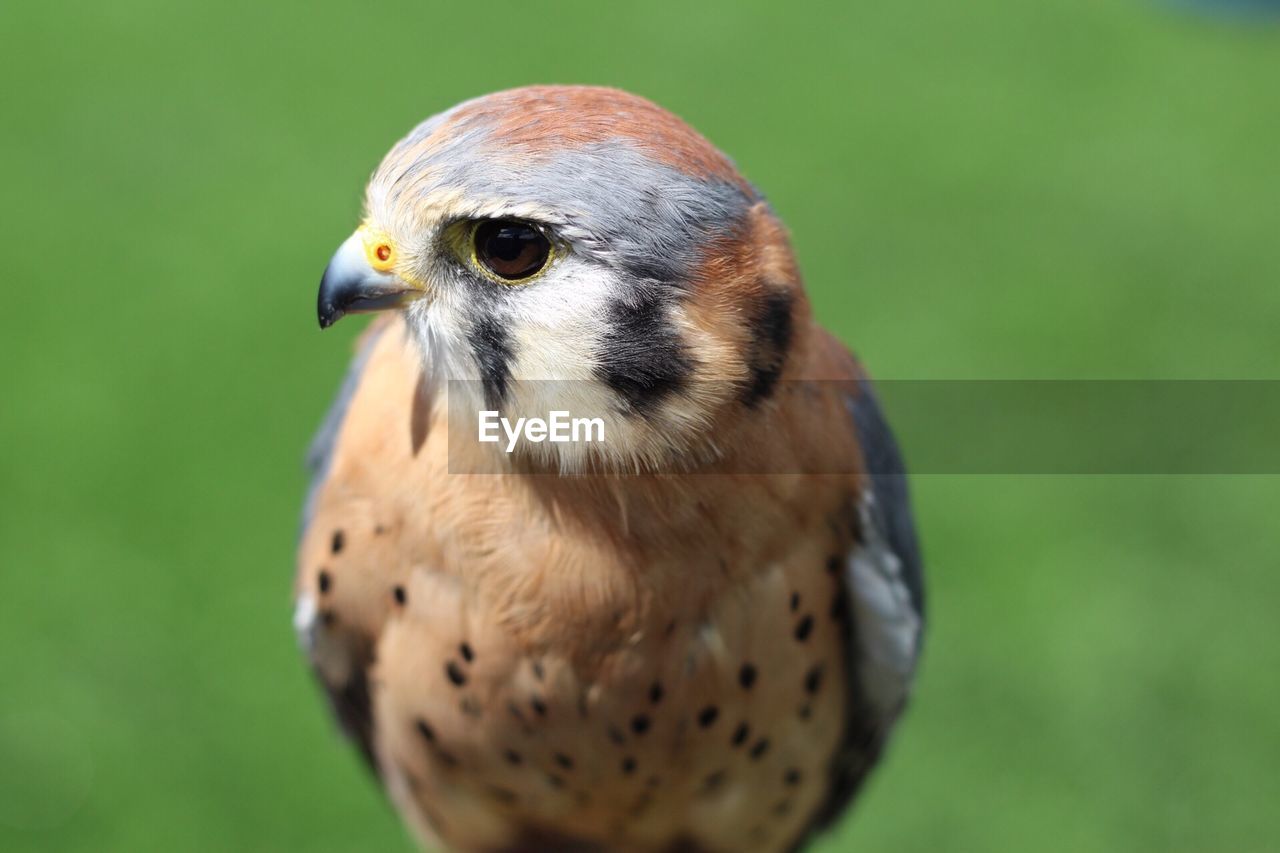 CLOSE-UP PORTRAIT OF A OWL