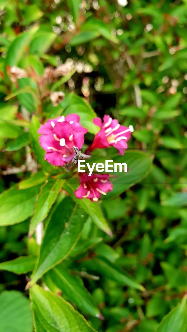 CLOSE-UP OF PINK ROSE PLANT