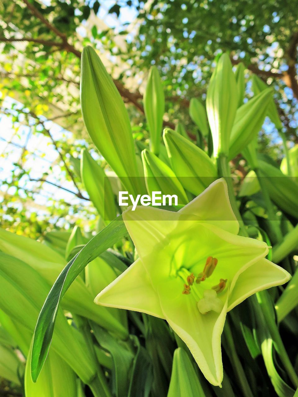 CLOSE-UP OF FLOWERS BLOOMING ON PLANT