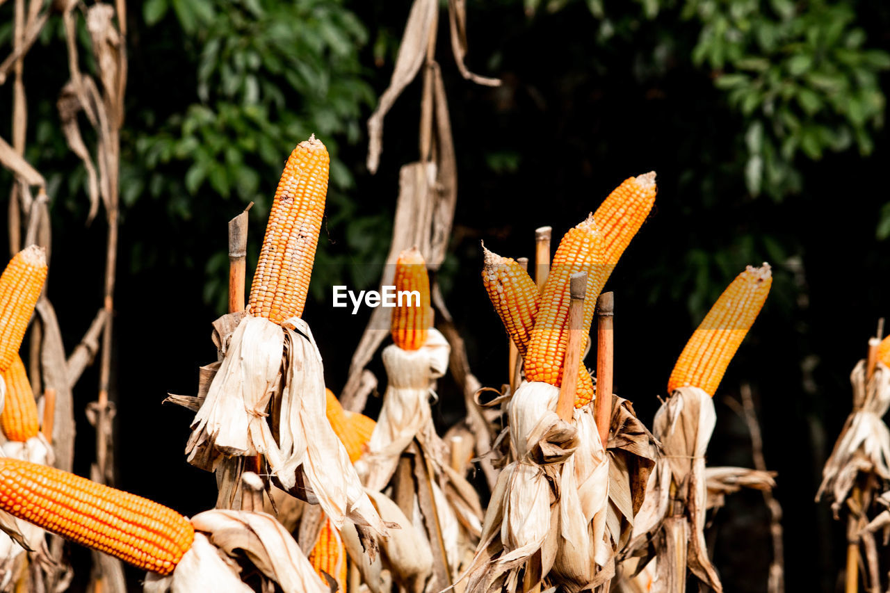 CLOSE-UP OF FRESH ORANGE PLANTS ON FIELD