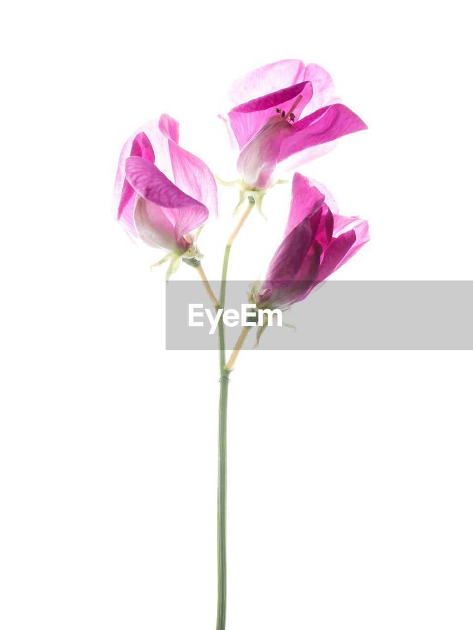 Close-up of pink flowers against white background