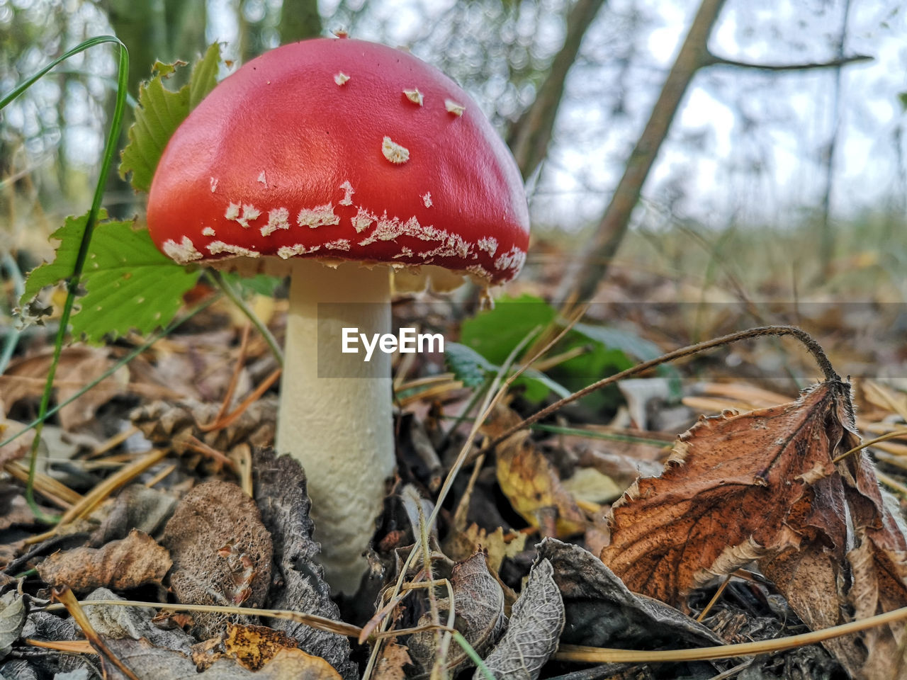 Close-up of fly agaric mushroom on field