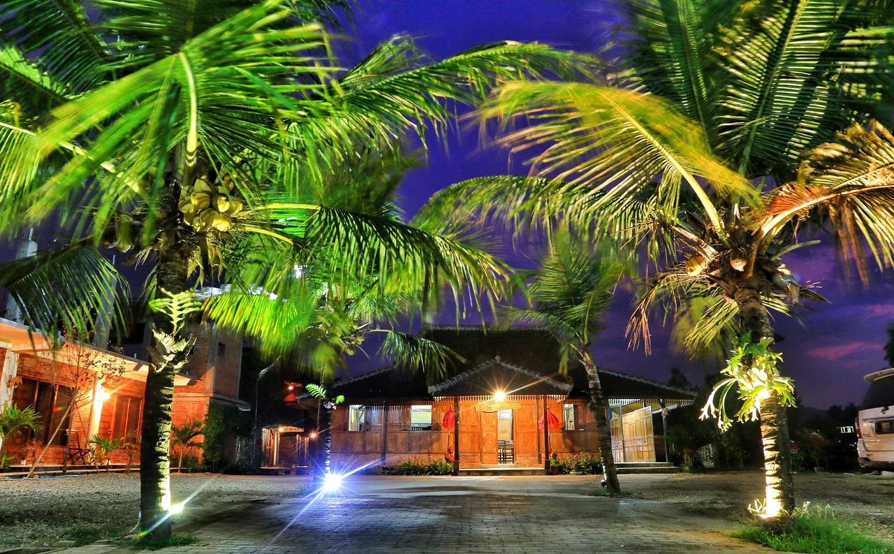 PALM TREES BY STREET AT NIGHT