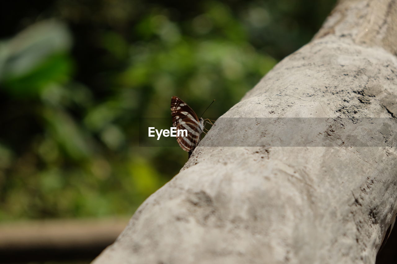 CLOSE-UP OF BUTTERFLY ON ROCKS
