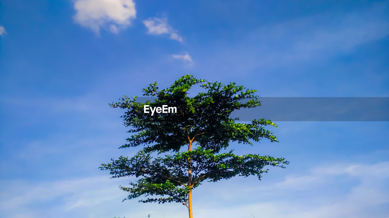 LOW ANGLE VIEW OF PLANT AGAINST BLUE SKY