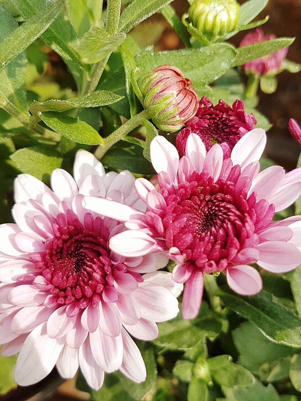 CLOSE-UP OF PINK FLOWERS BLOOMING