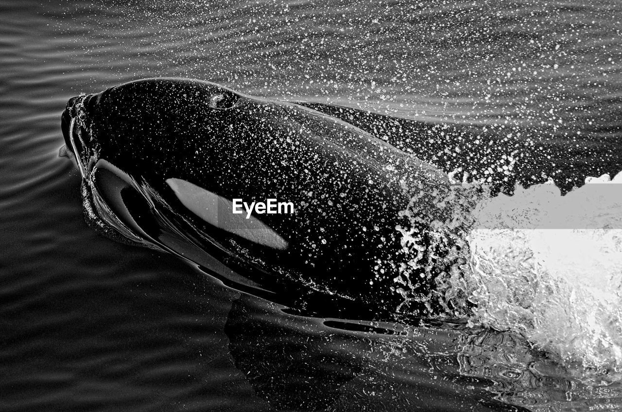 Close-up of orca swimming in sea in black and white