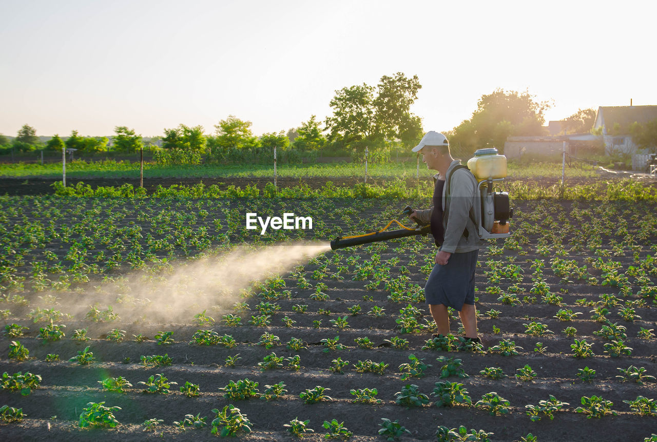 A farmer with a mist fogger sprayer sprays fungicide and pesticide on potato bushes. 