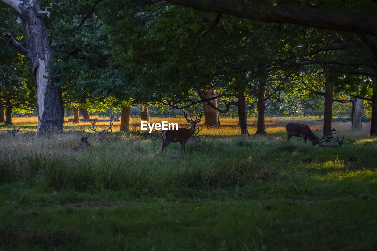 VIEW OF HORSE GRAZING IN FIELD
