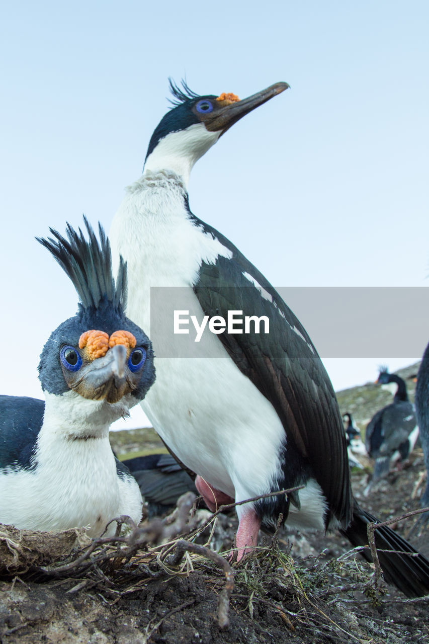 CLOSE-UP OF BIRDS ON LAND