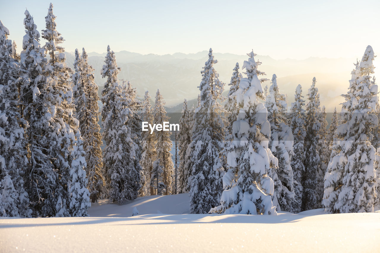 Winter forest in the austrian alps during the sunset