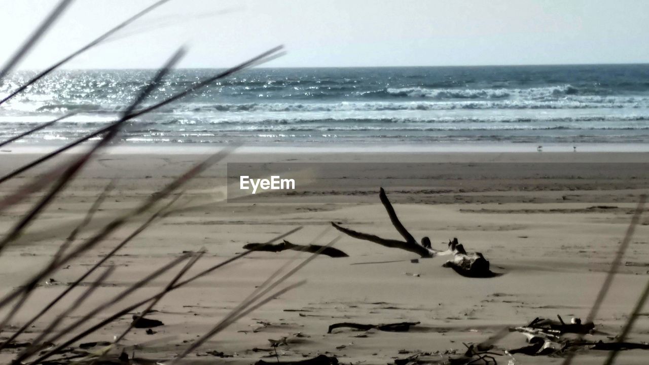 BIRDS ON BEACH AGAINST SKY