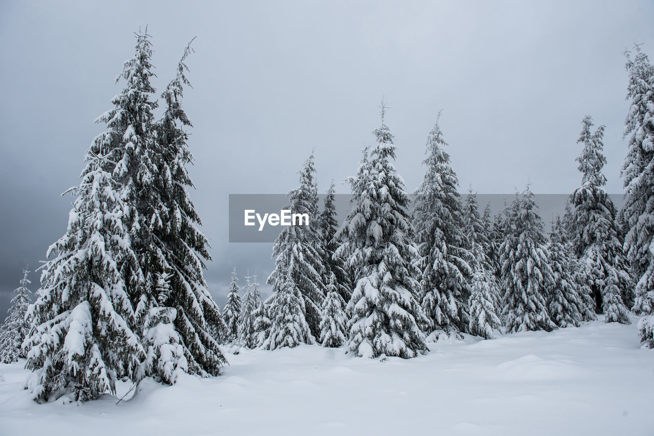 Trees on snow against sky
