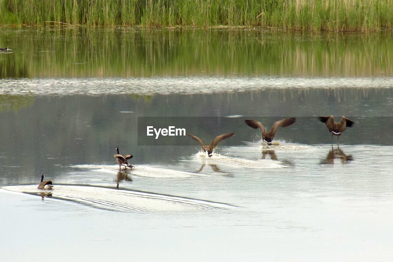 Geese at lake