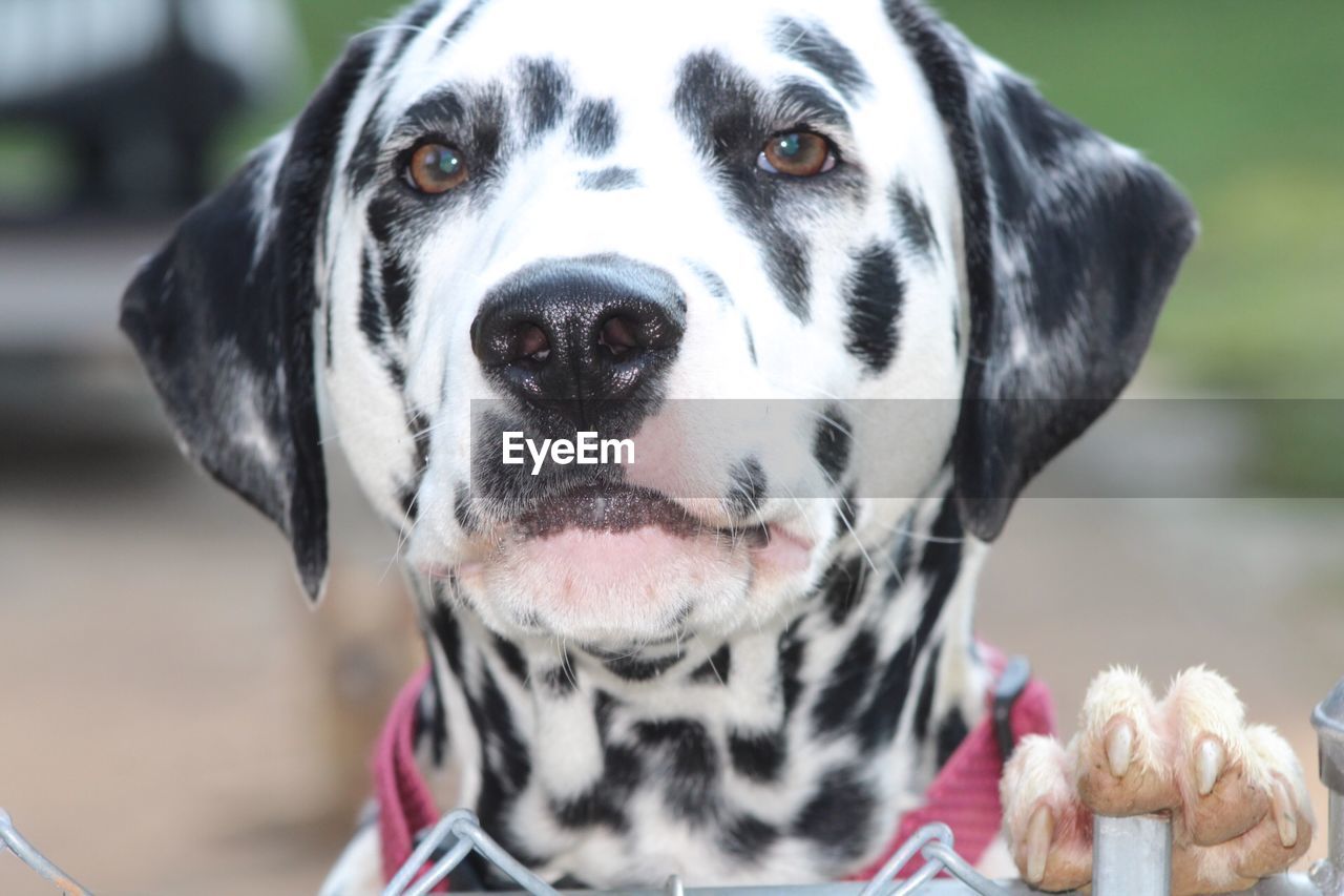 Dalmatian love