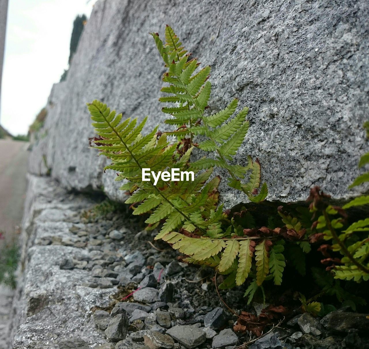 Close-up of ferns on rock