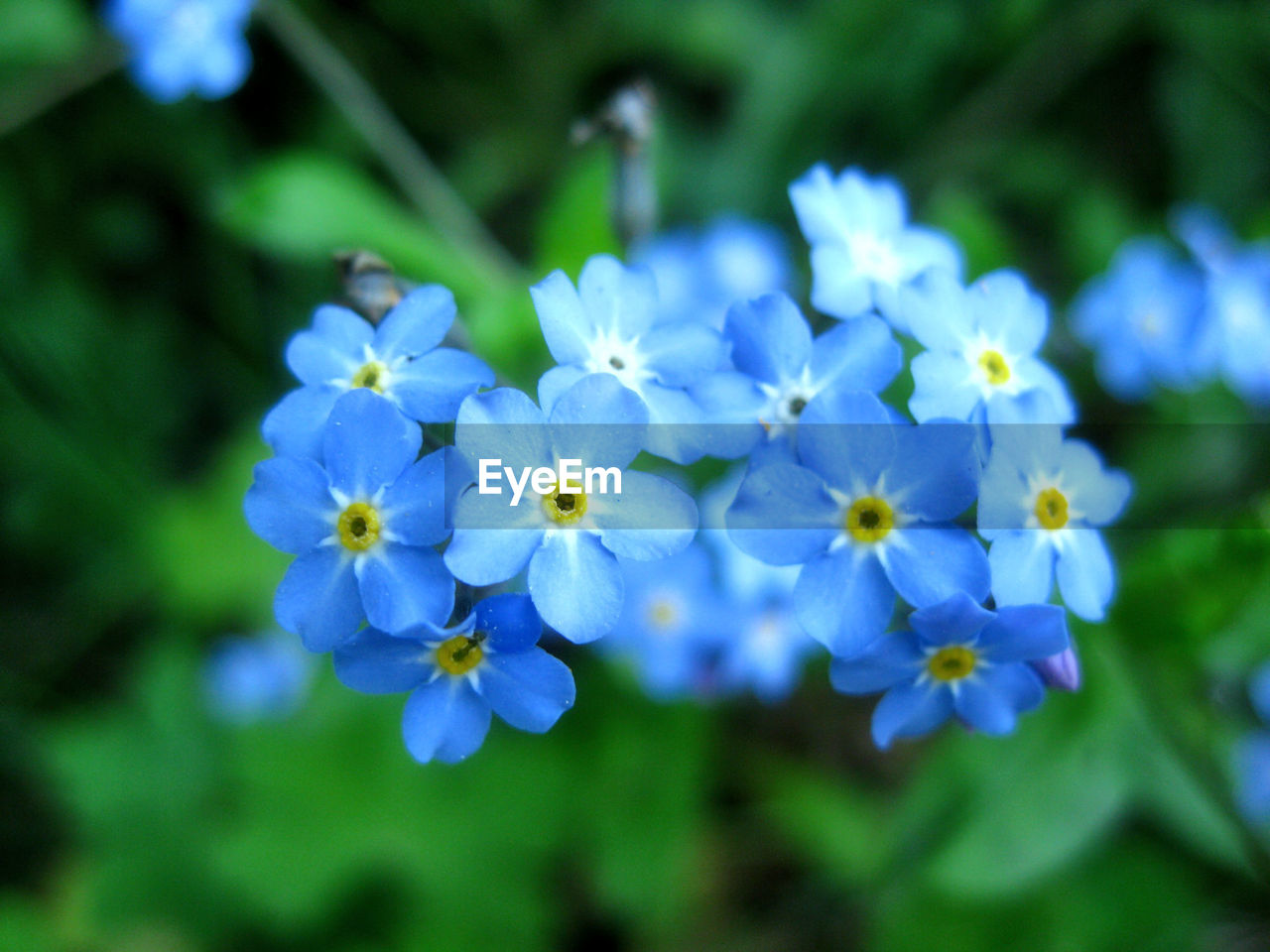 CLOSE-UP OF BLUE FLOWERS BLOOMING OUTDOORS