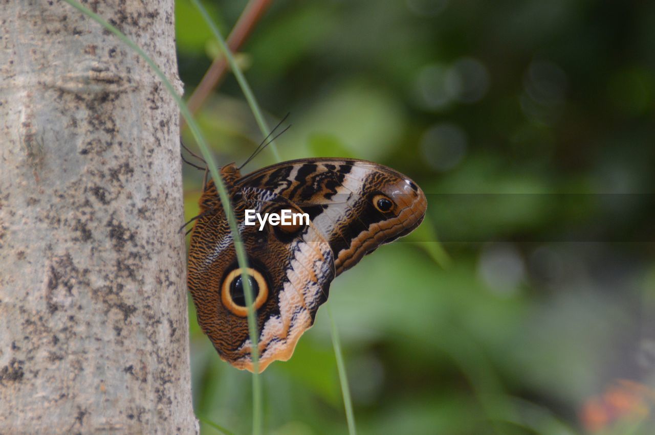 CLOSE-UP OF BUTTERFLY ON TREE