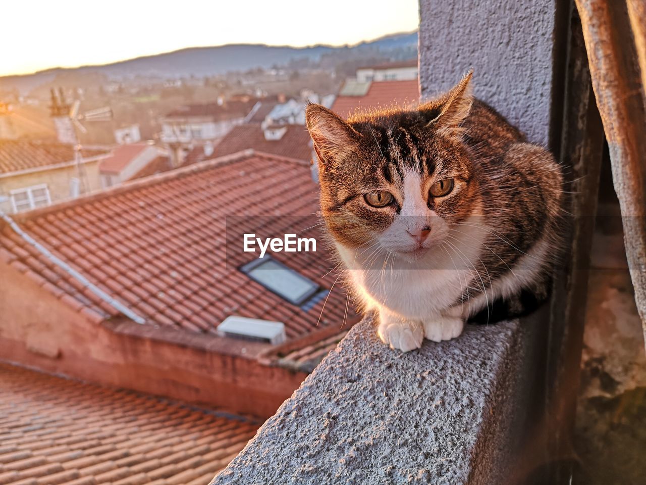 Cat looking away on roof of building