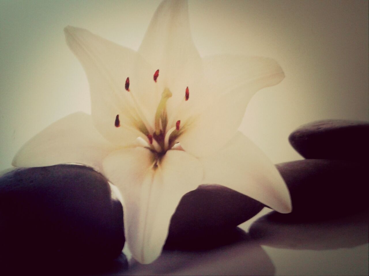 Close-up of lily flower with pebbles