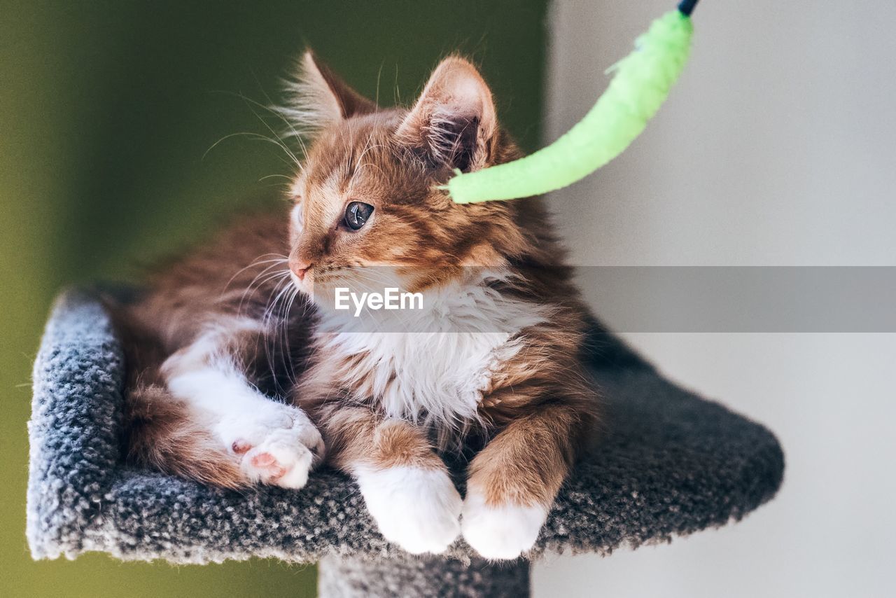 Close-up of kitten sitting on seat