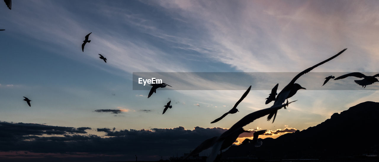 LOW ANGLE VIEW OF SILHOUETTE BIRDS FLYING IN SKY