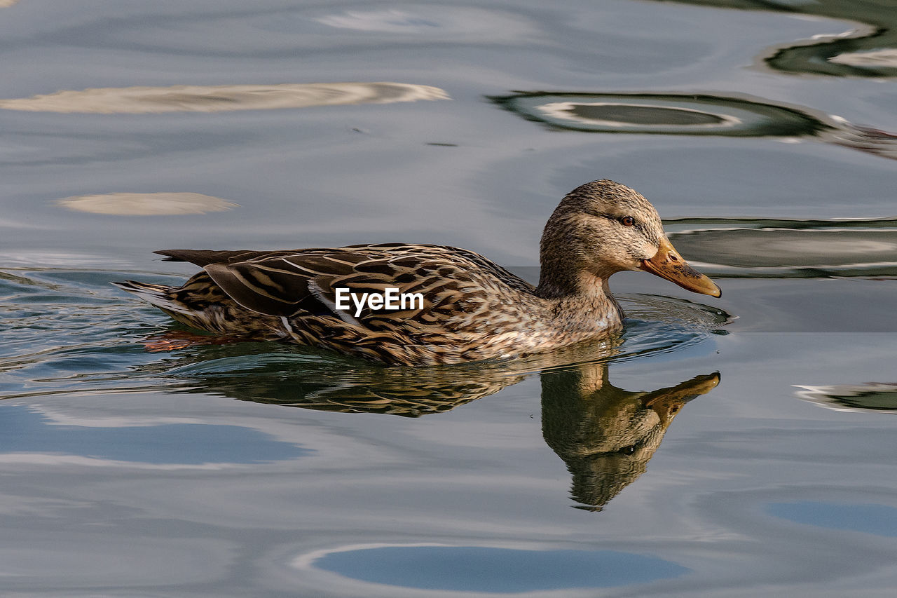 Side view of a duck swimming in lake