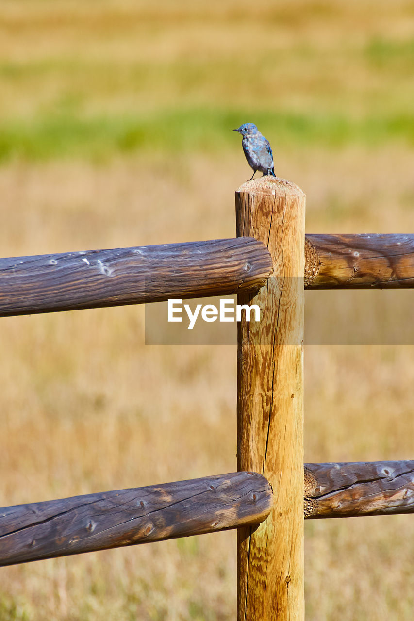 CLOSE-UP OF BIRD ON WOODEN POST