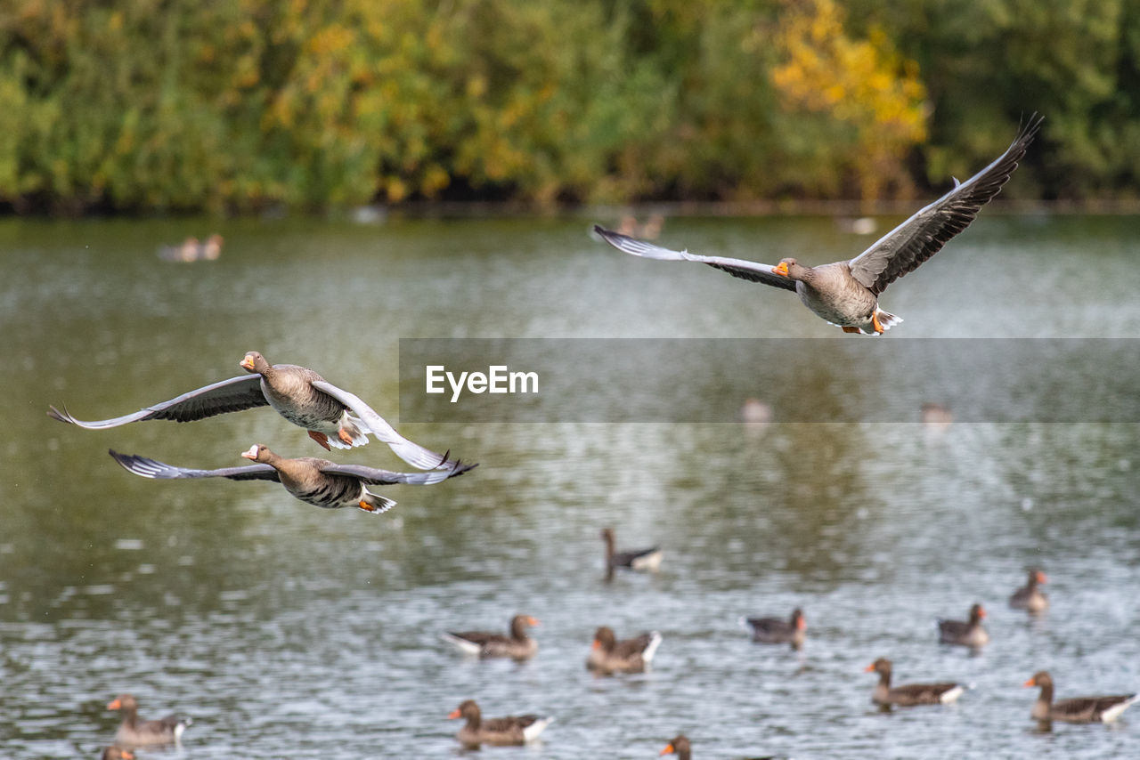 Gooses flying over lake