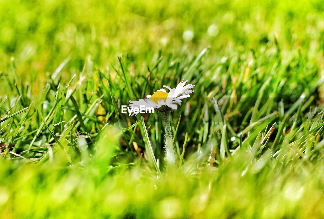 Close-up of white daisy in grass