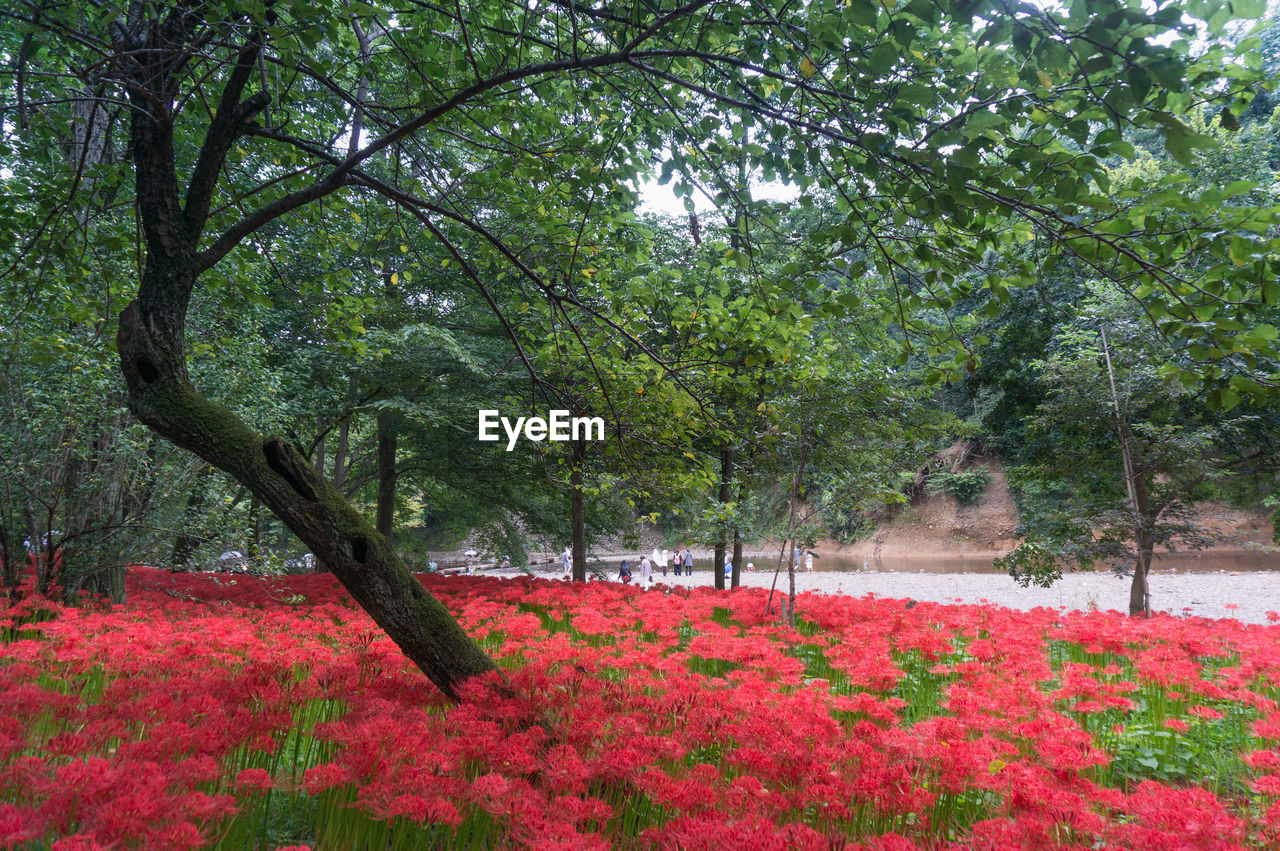 RED FLOWERS BLOOMING IN PARK