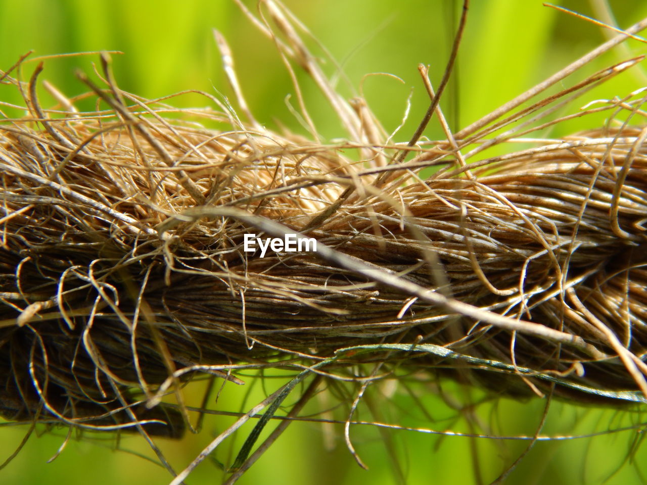 CLOSE-UP VIEW OF PLANT