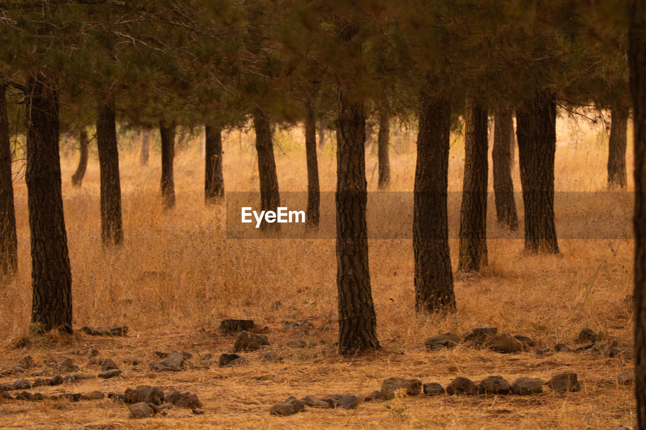 VIEW OF TREES IN FOREST