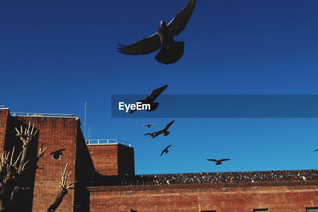 LOW ANGLE VIEW OF SEAGULLS FLYING