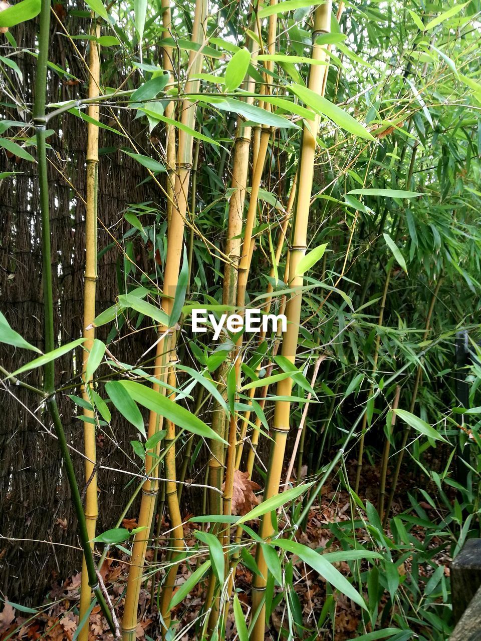 CLOSE-UP OF BAMBOO ON PLANT AT FIELD