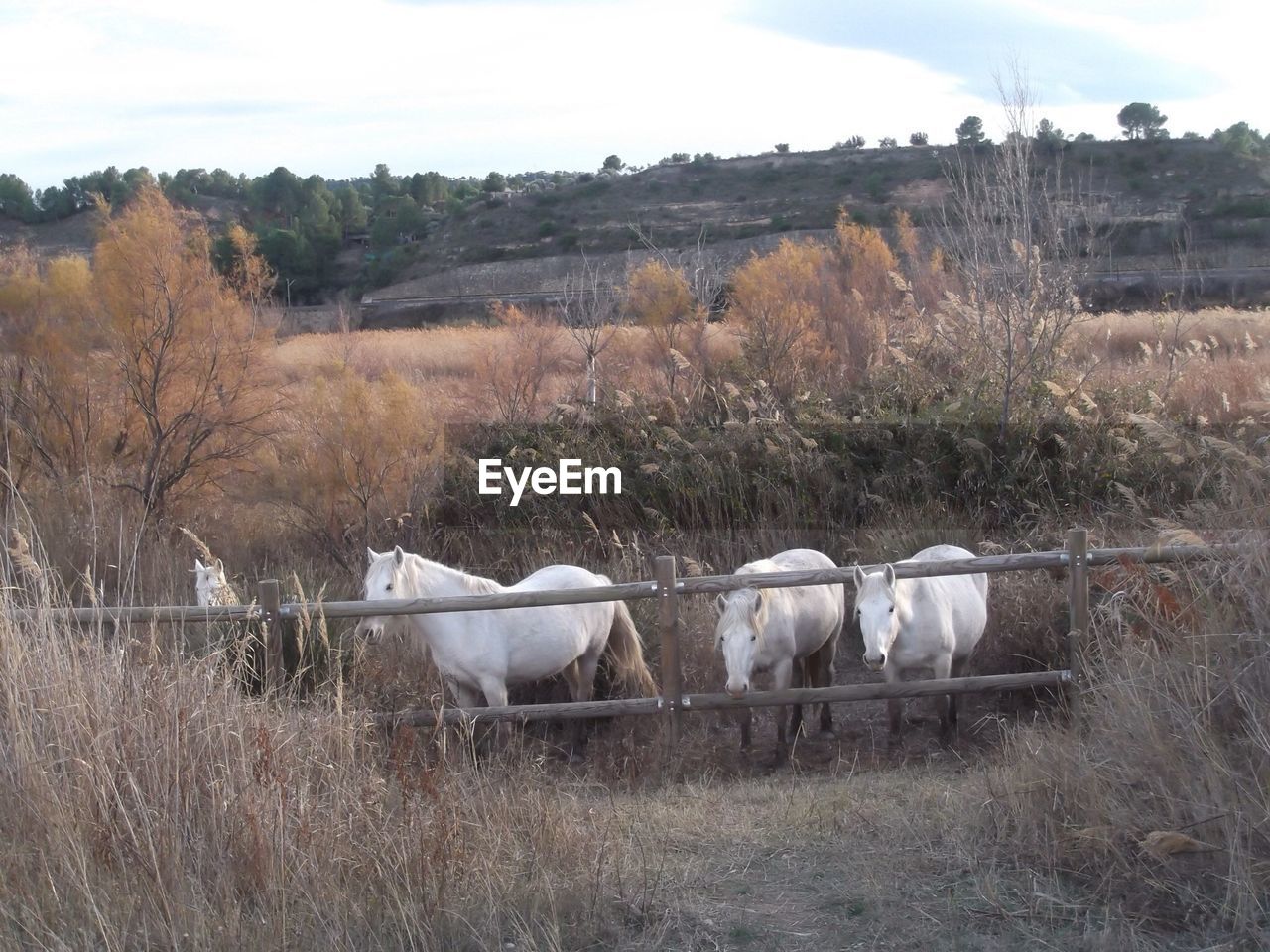 SHEEP GRAZING ON FIELD