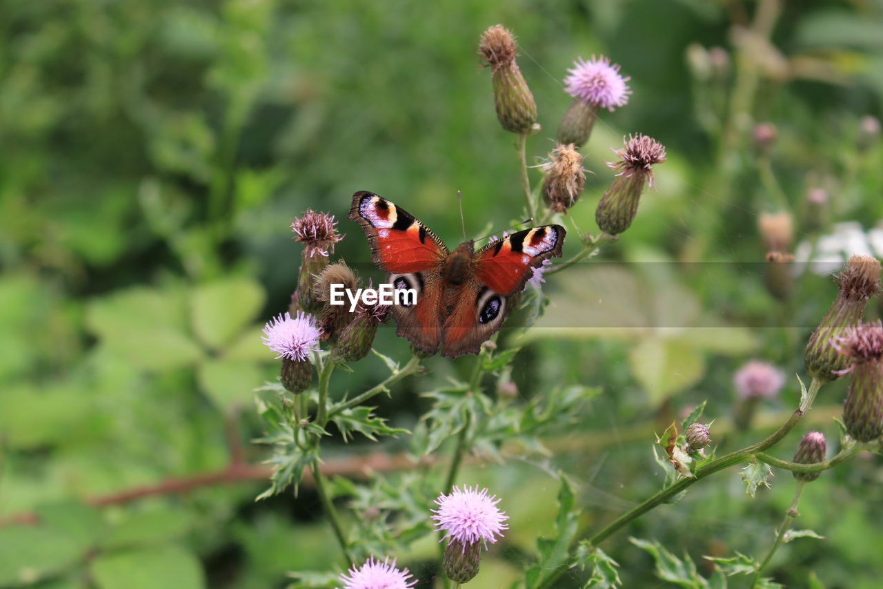 A close-up of a butterfly in the nature of the national park eifel germany europe