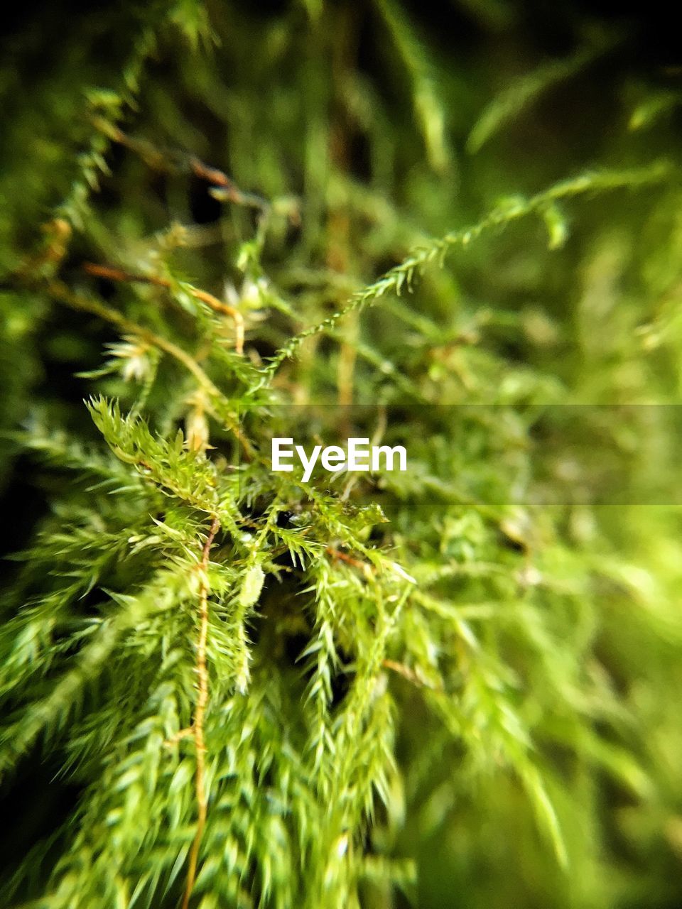 Close-up of moss growing outdoors