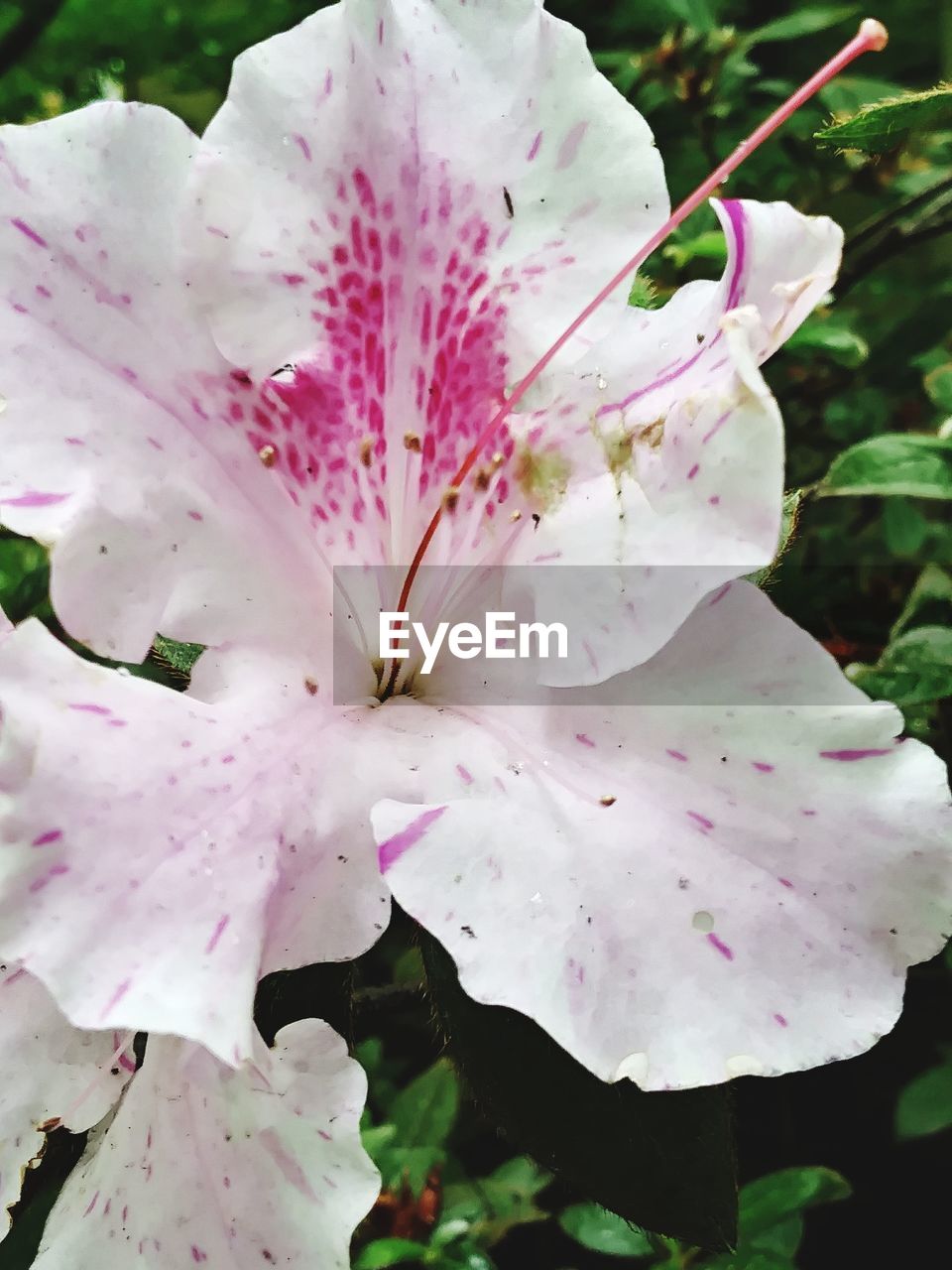 CLOSE-UP OF PINK FLOWER BLOOMING IN PARK